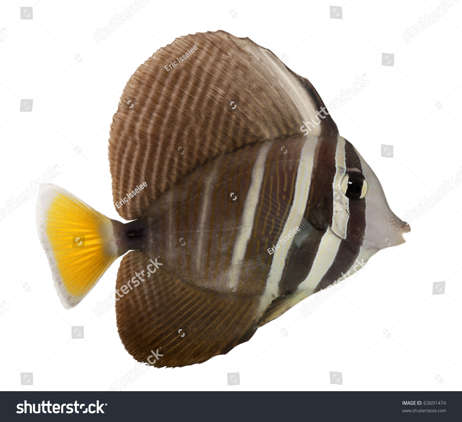 Sailfin Tang, Zebrasoma Veliferum, In Front Of White Background Stock ...