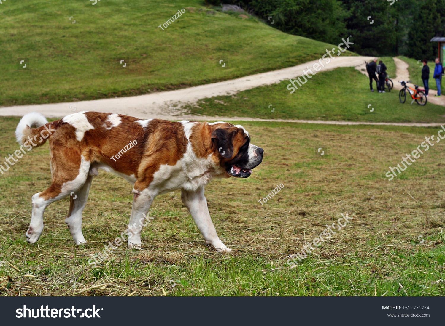 Saint Bernard Dog Alps Stock Photo Edit Now 1511771234