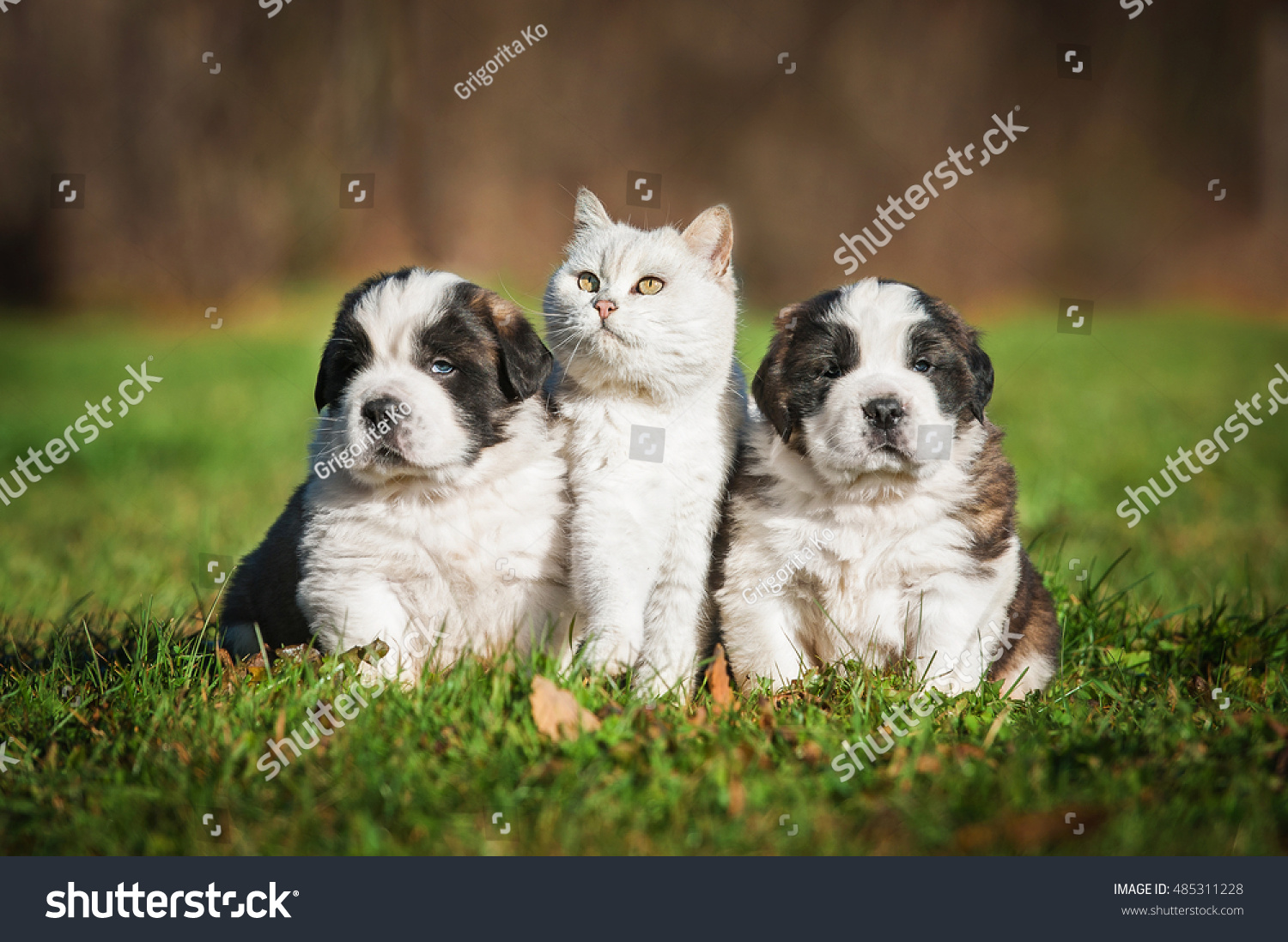 Saint Bernard Puppies British Shorthair Cat Stock Photo Edit Now