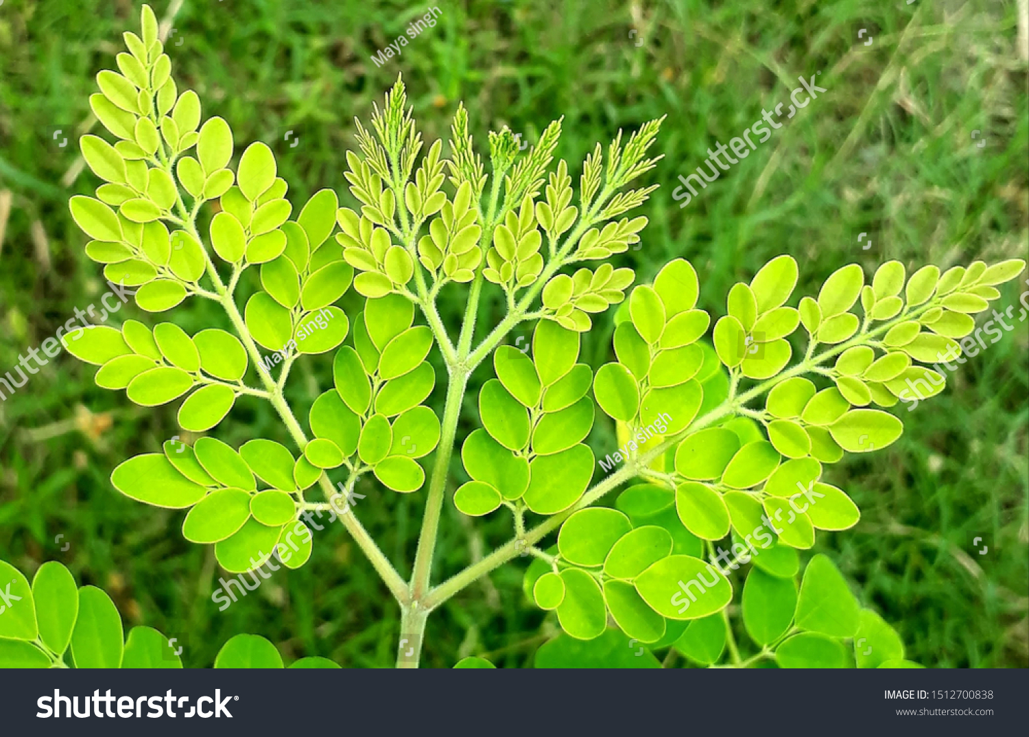 Sajan Plants Moringa Oleifera Farm Asansolwest Stock Photo 1512700838 ...