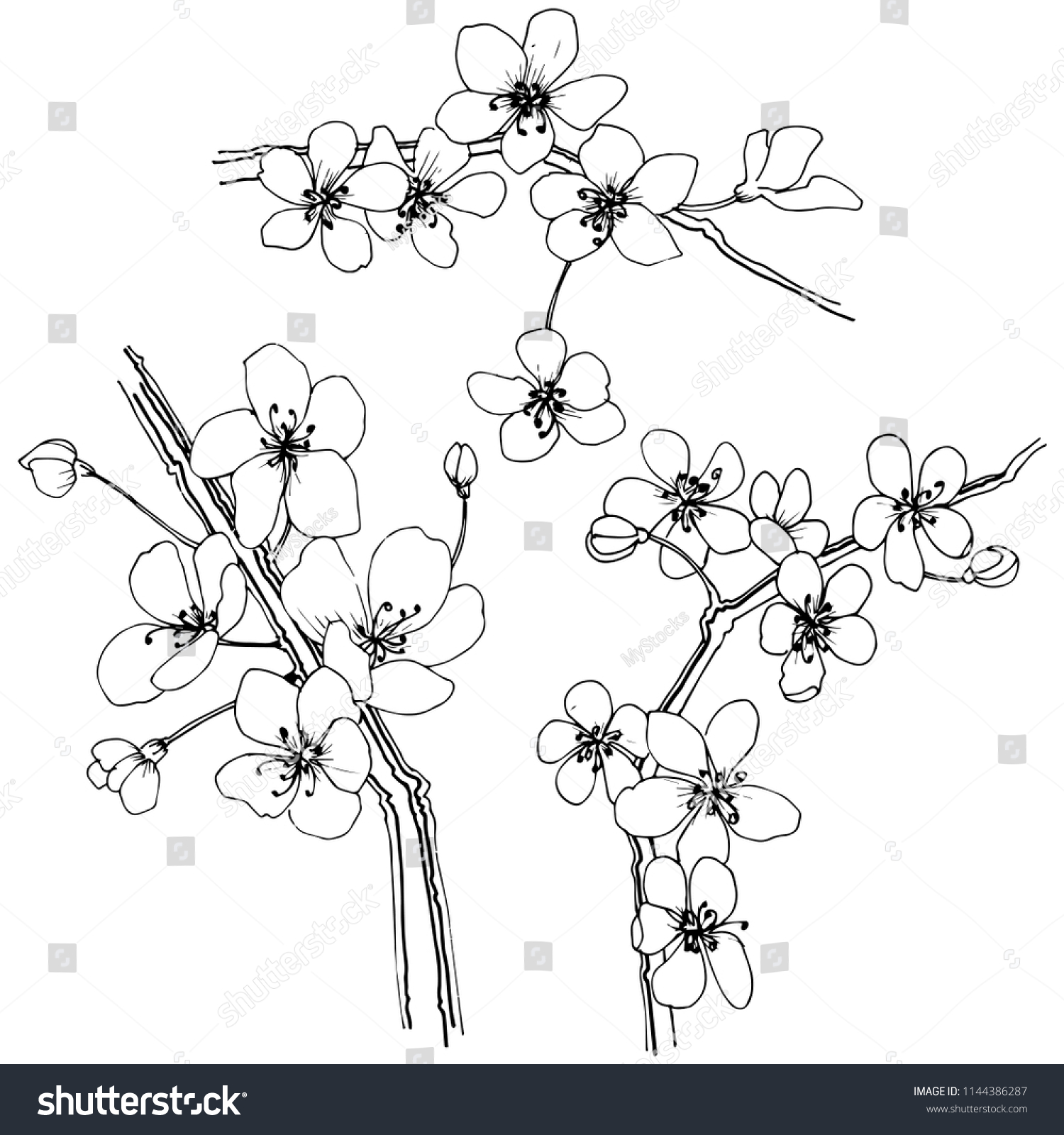 Sakura Style Isolated Full Name Plant Stock Illustration 1144386287 ...