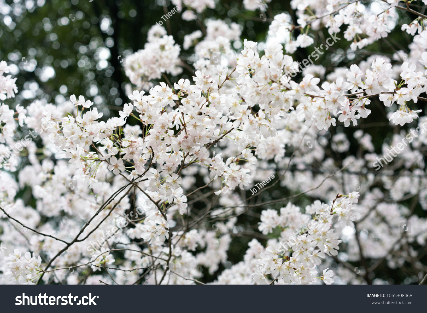 sakura-japanese-word-cherry-blossom-one-stock-photo-1065308468