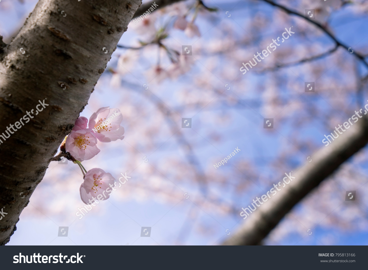 Sakura Cherry Blossom Flower Spring Season Stock Photo Edit Now