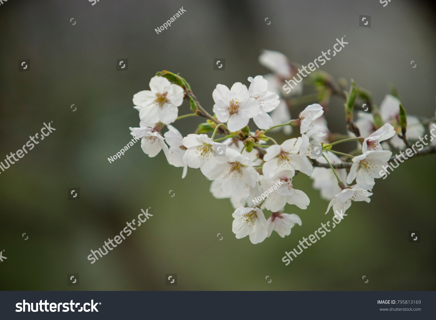 Sakura Cherry Blossom Flower Spring Season Stock Photo Edit Now