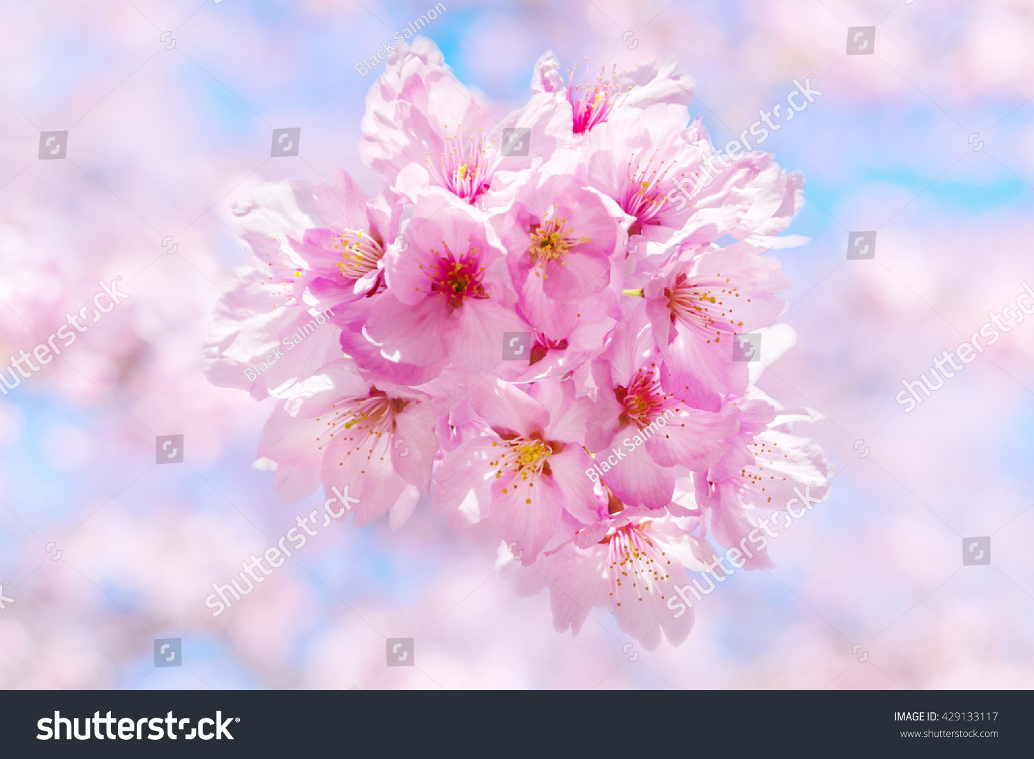 Sakura Cherry Blossom Symbolic Flower Spring Stock Photo 429133117 