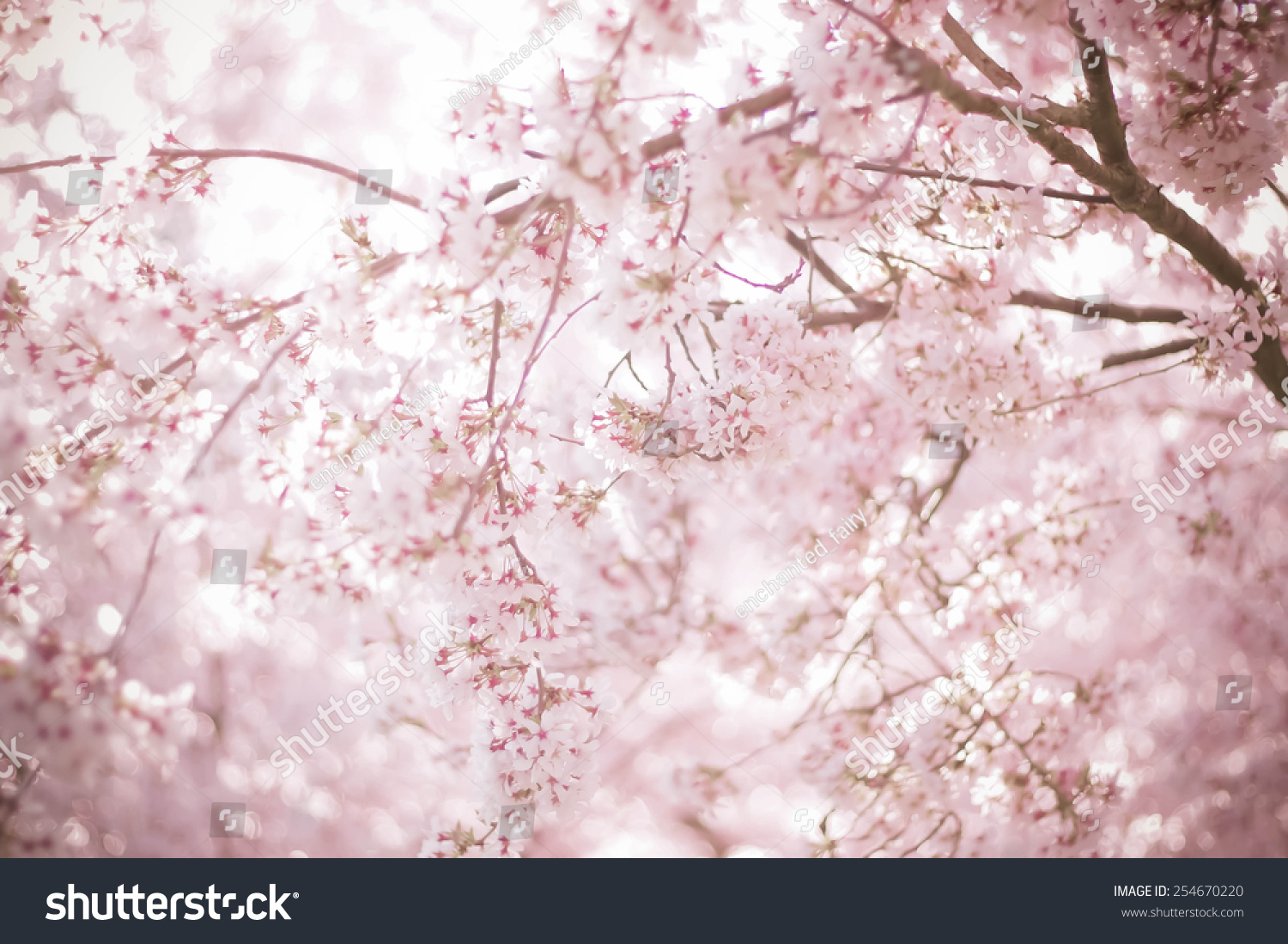 桜の季節か花見 抽象的な桜の背景 桜は 日本語でさくらと呼ばれる ソフトフォーカス テクスチャ 背景 の写真素材 今すぐ編集