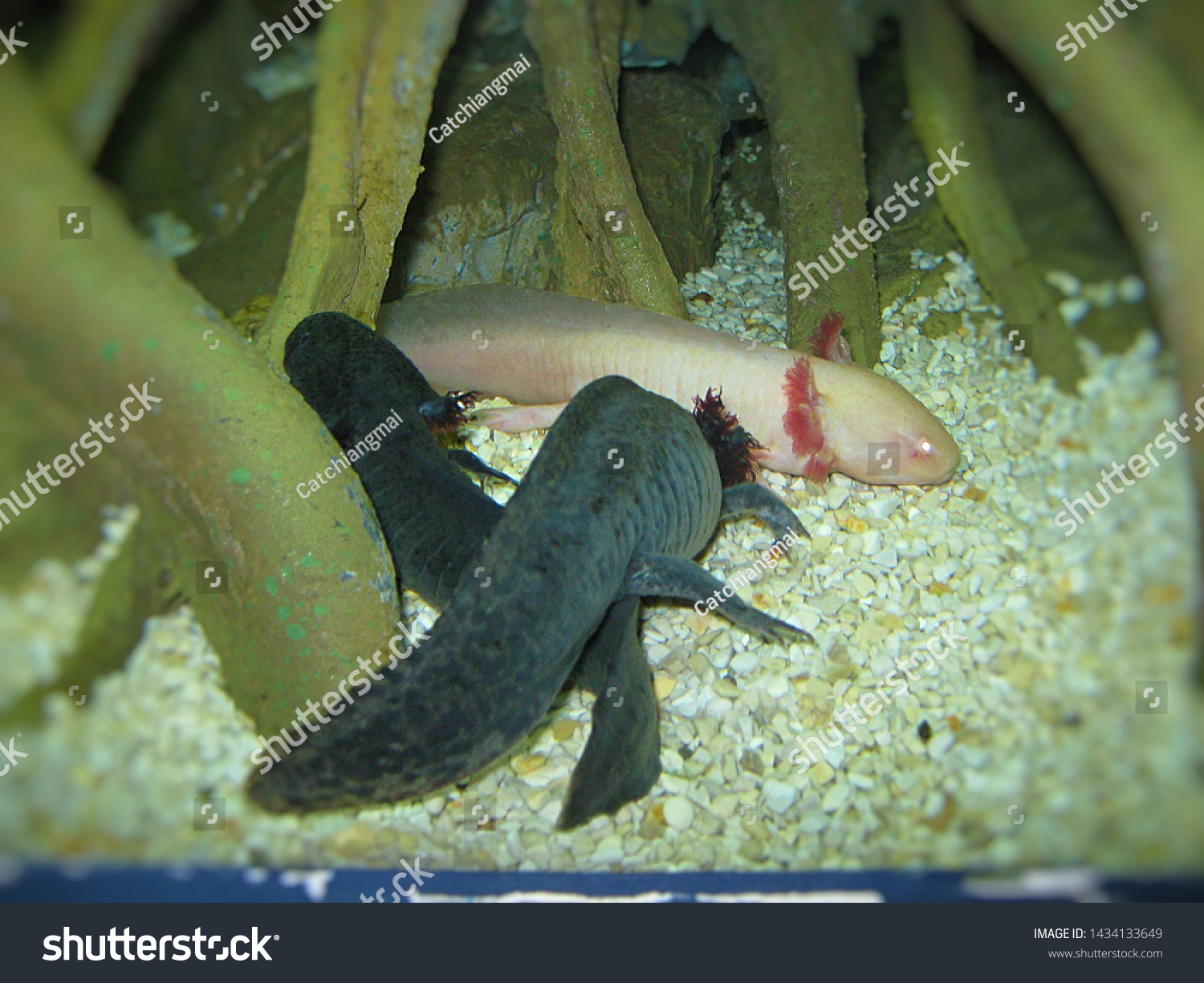 salamander-axolotl-ajolote-ambystoma-mexicanum-bestknown-stock-photo