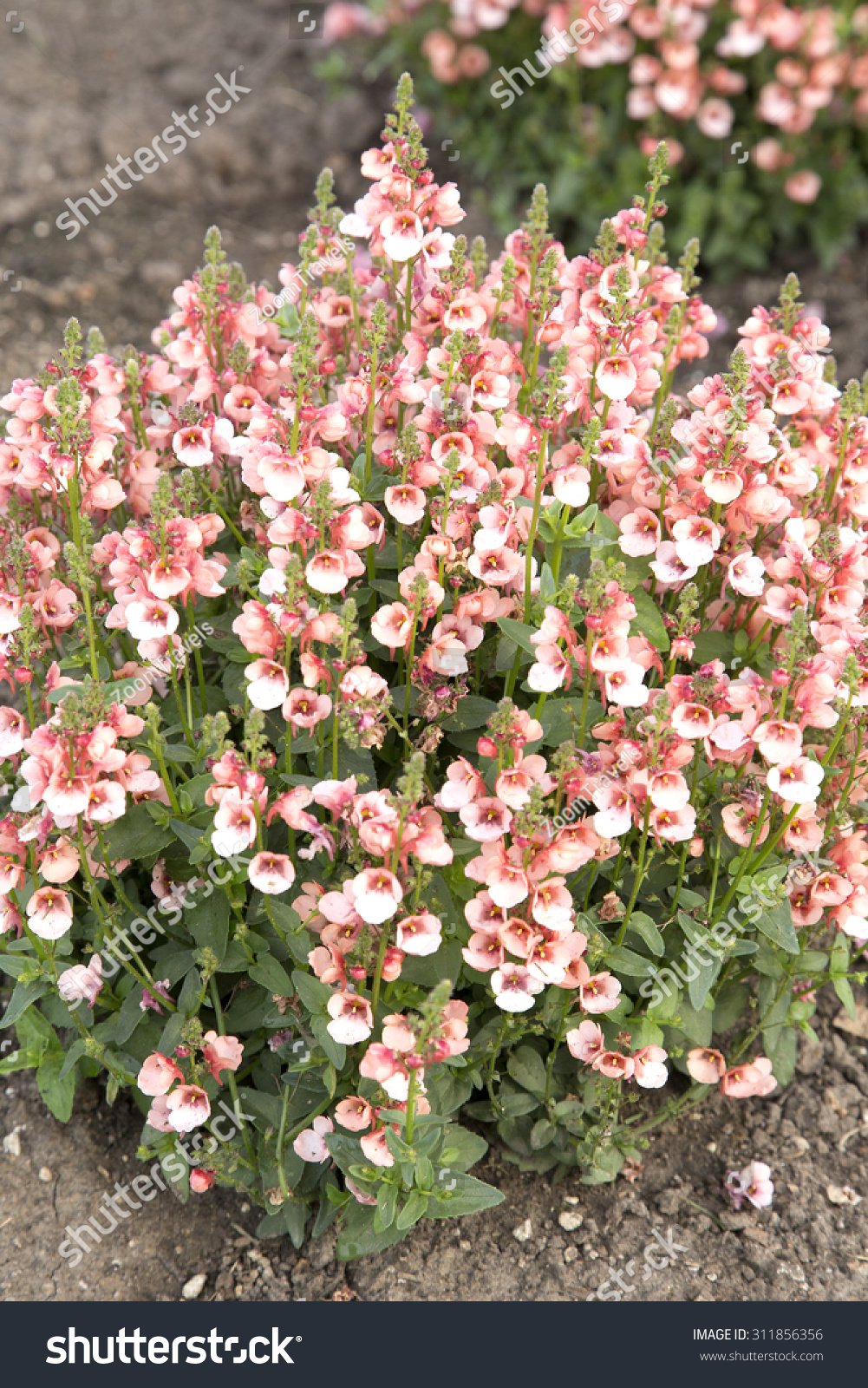 Salmon Colored Flowers Diascia Plant New Stock Photo Edit Now ...