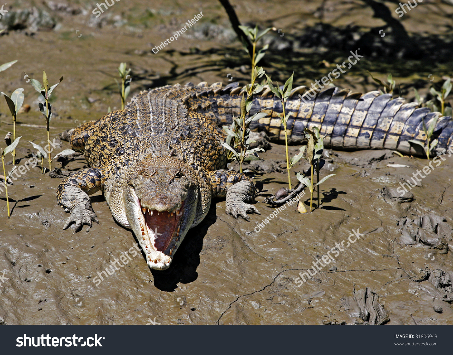 Salt Crocodile Australian Outback (Edit Now) 31806943