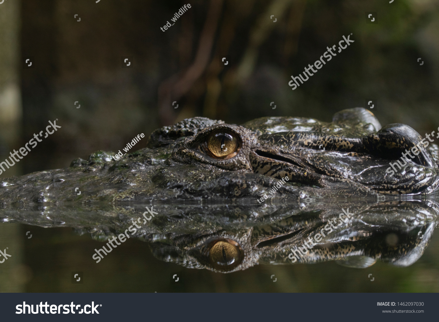 Saltwater Crocodile Submerged Water Stock Photo 1462097030 | Shutterstock