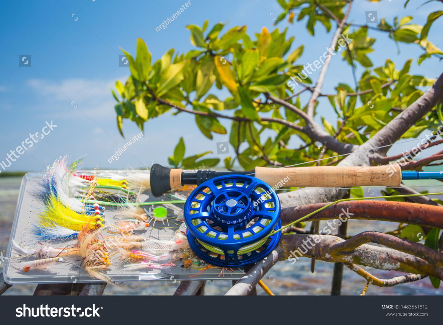 mangrove fly