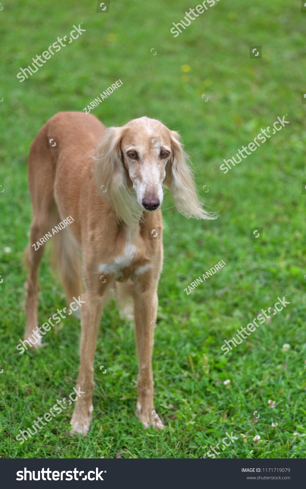 medium sized greyhound