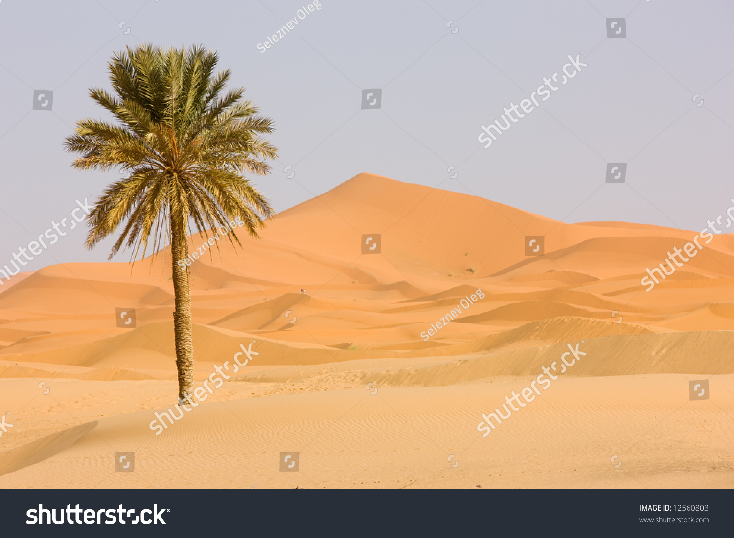 essay on trip to desert essay on trip to desert