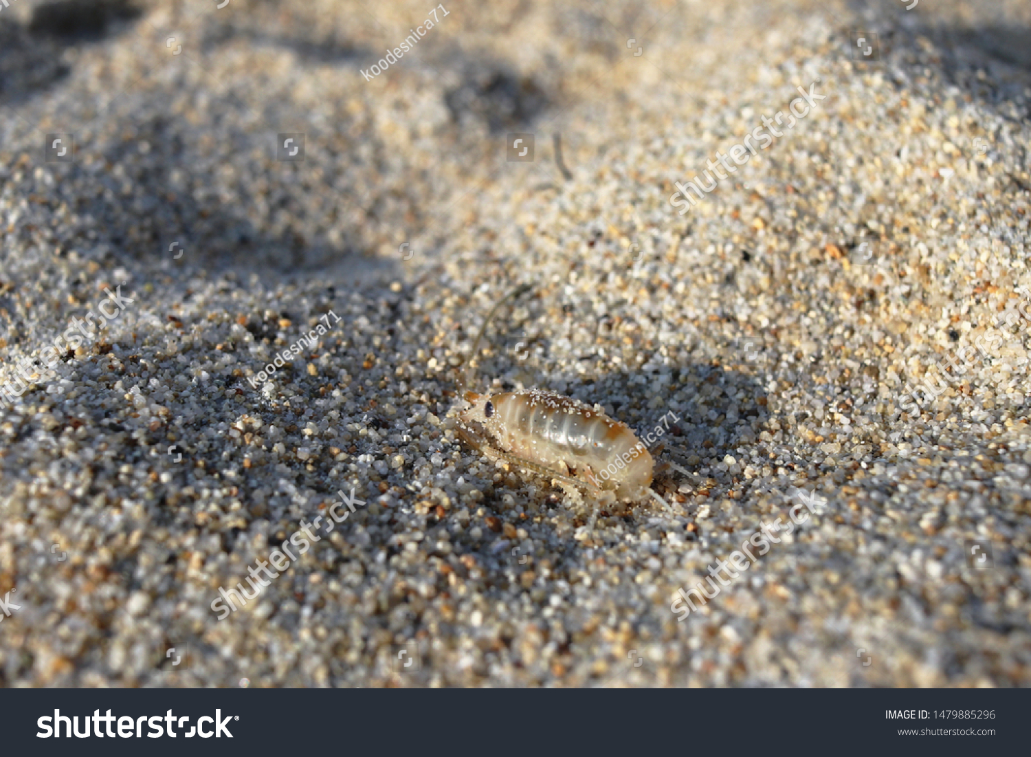 Sand Flea Talitrus Saltator Sea Water Stock Photo Edit Now