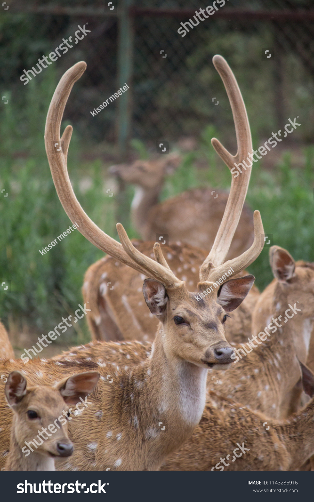 Sangai Deer Manipur Stock Photo Edit Now 1143286916