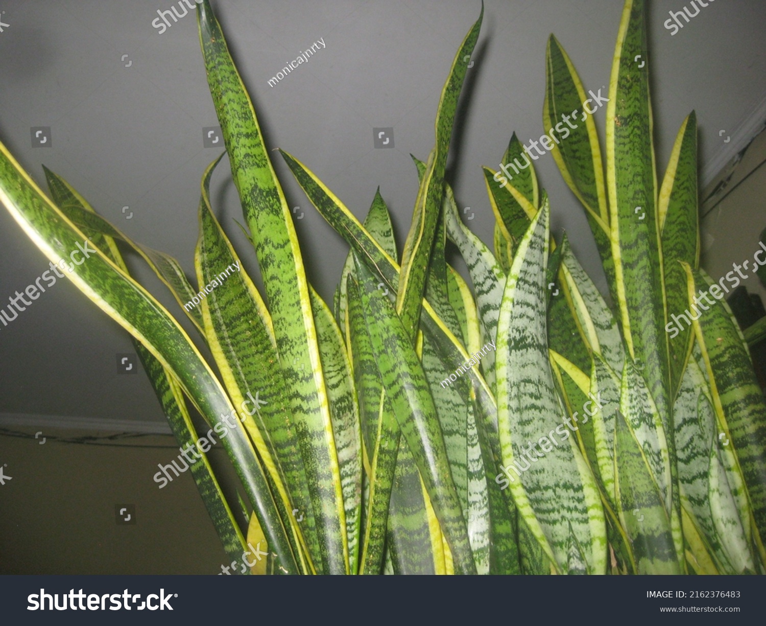 Sansevieria Trifasciata Prain Latin Name Motherinlaws Stock Photo ...