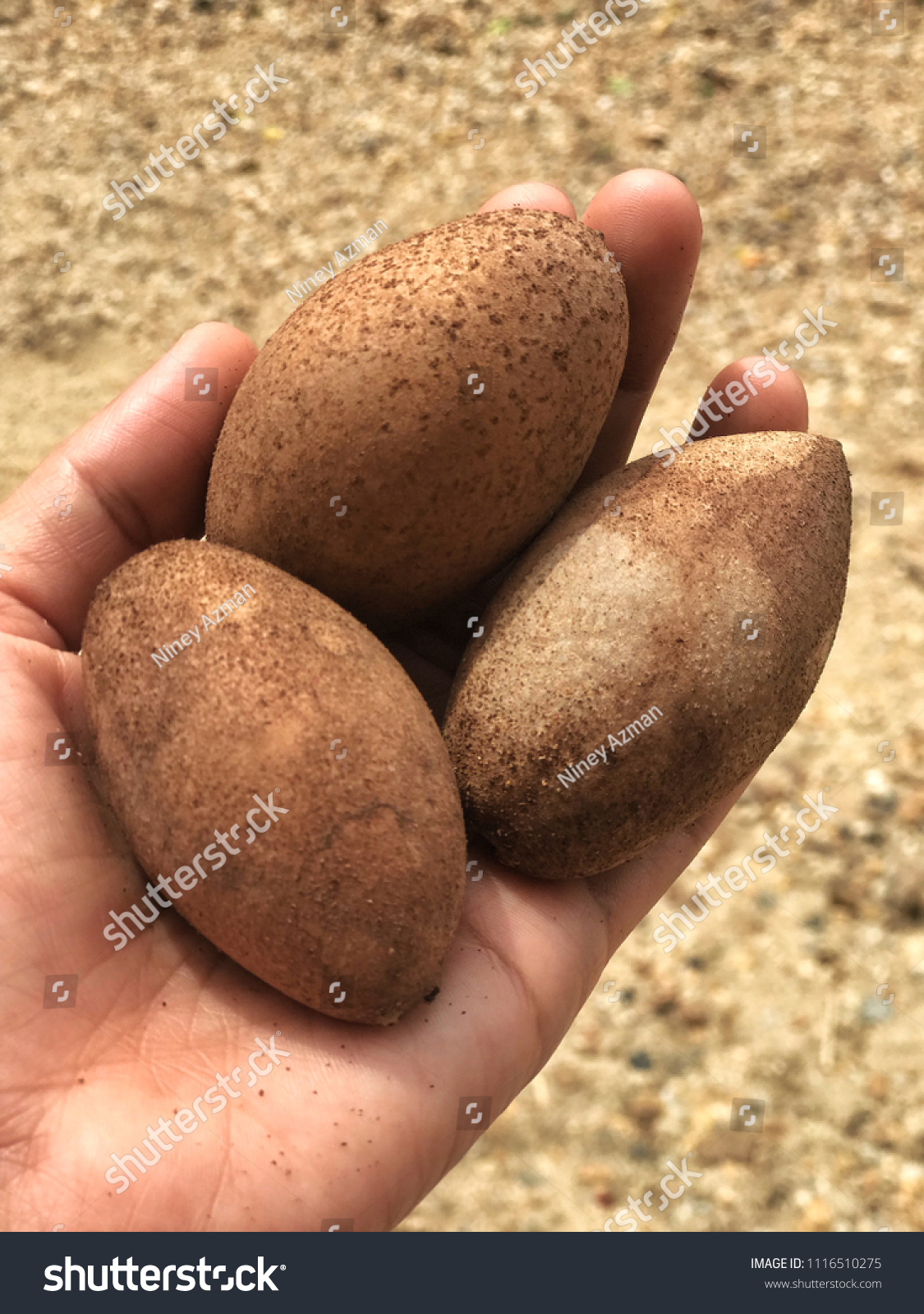 Sapodilla Fruit Known Fruit Malay Stock Photo Edit Now 1116510275