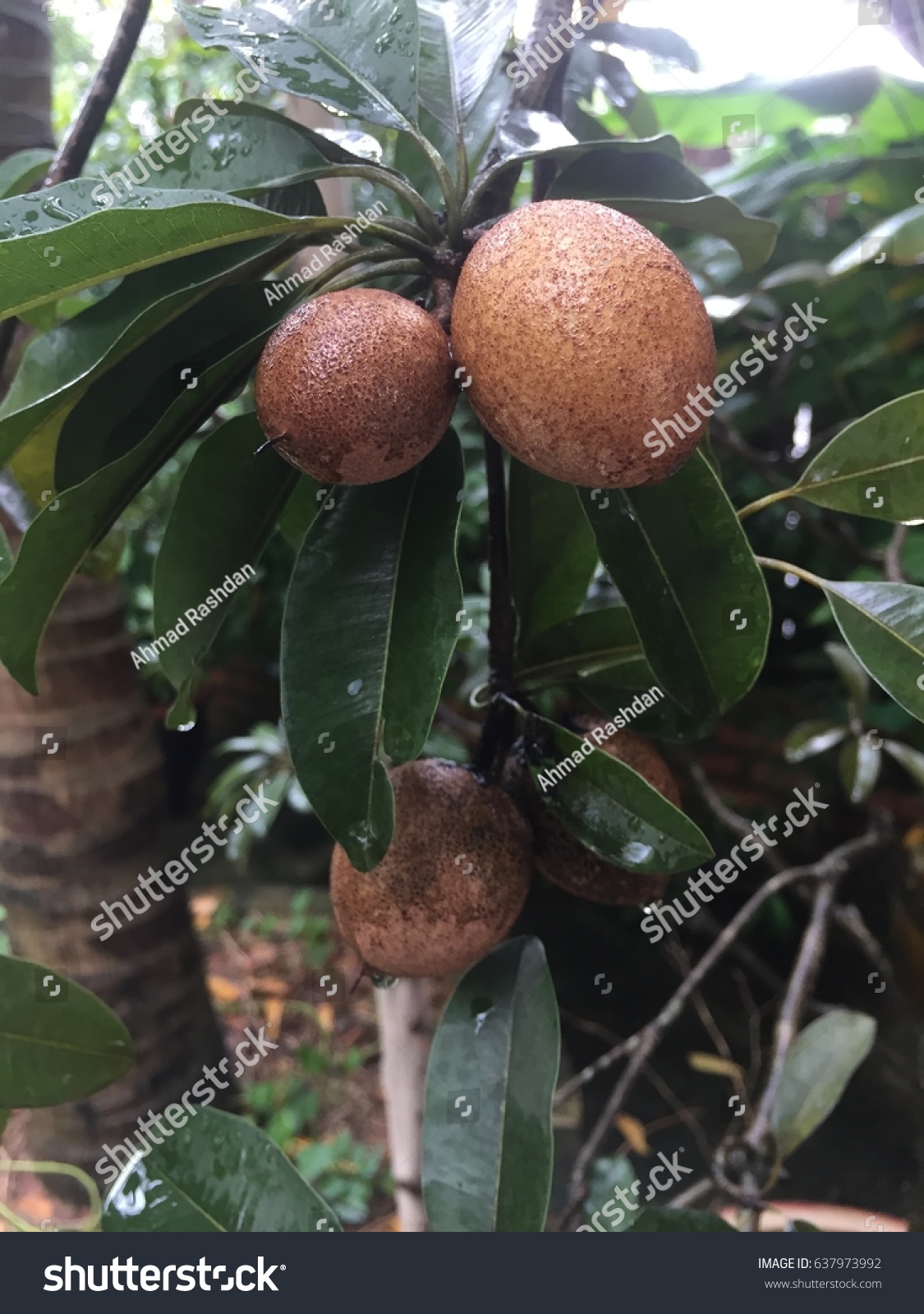 Sapodilla Ciku Fruits Malay Stock Photo Edit Now 637973992