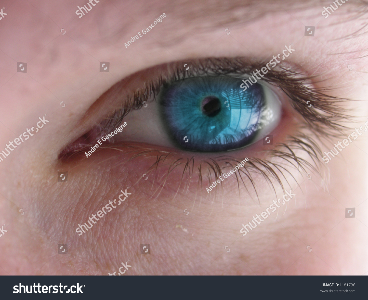 of eyeball parts Sapphire Photo Shutterstock 1181736 Stock Eyes Blue