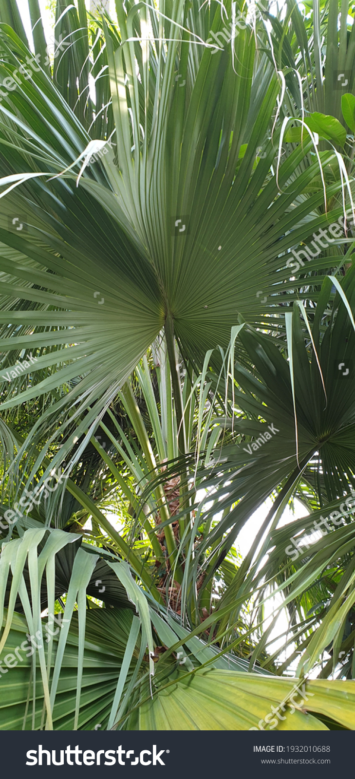 Saribus Rotundifolius Anahaw Fan Palm Stock Photo Edit Now 1932010688