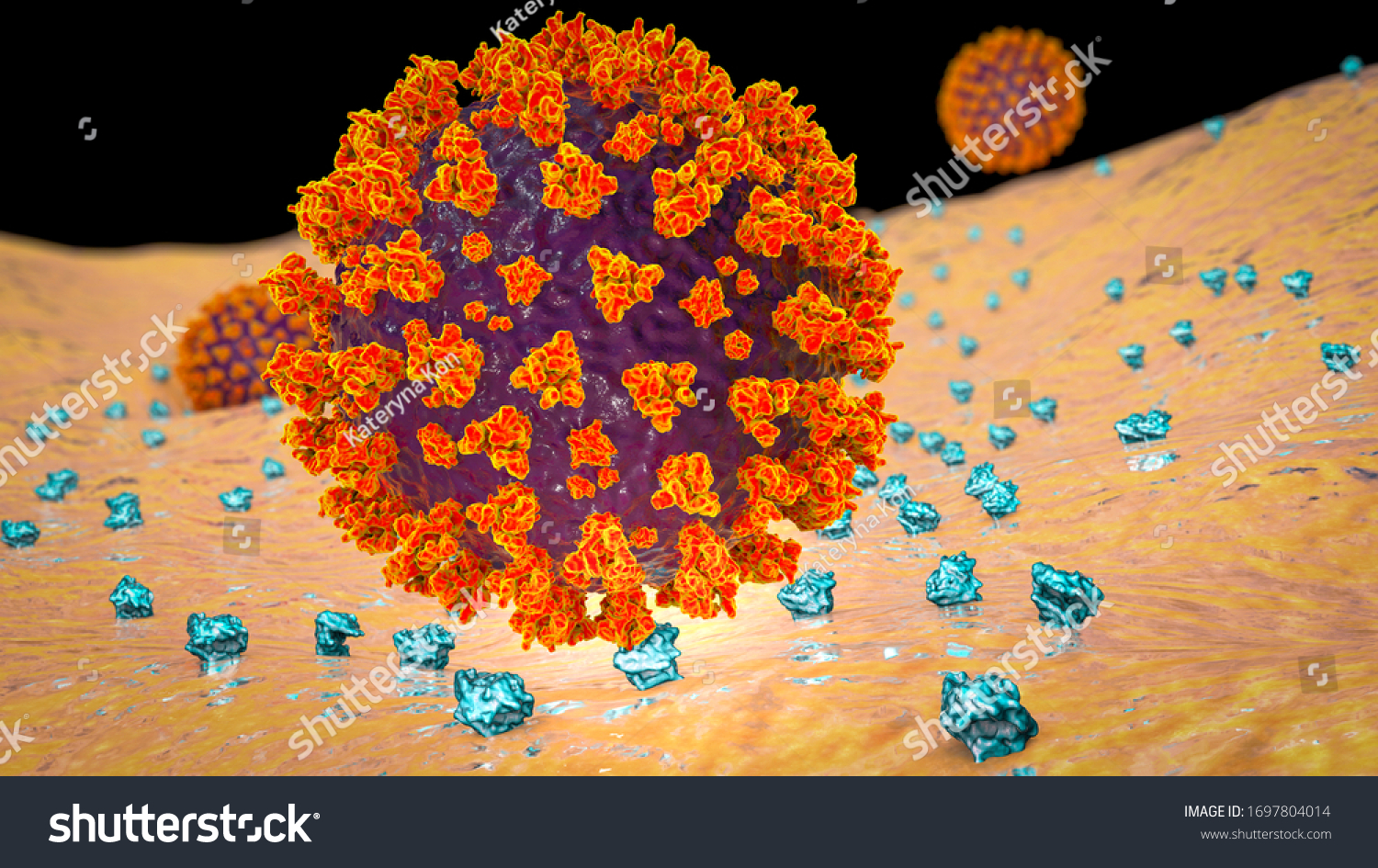 Sarscov2 Virus Binding Ace2 Receptors On Stock Illustration 1697804014 ...