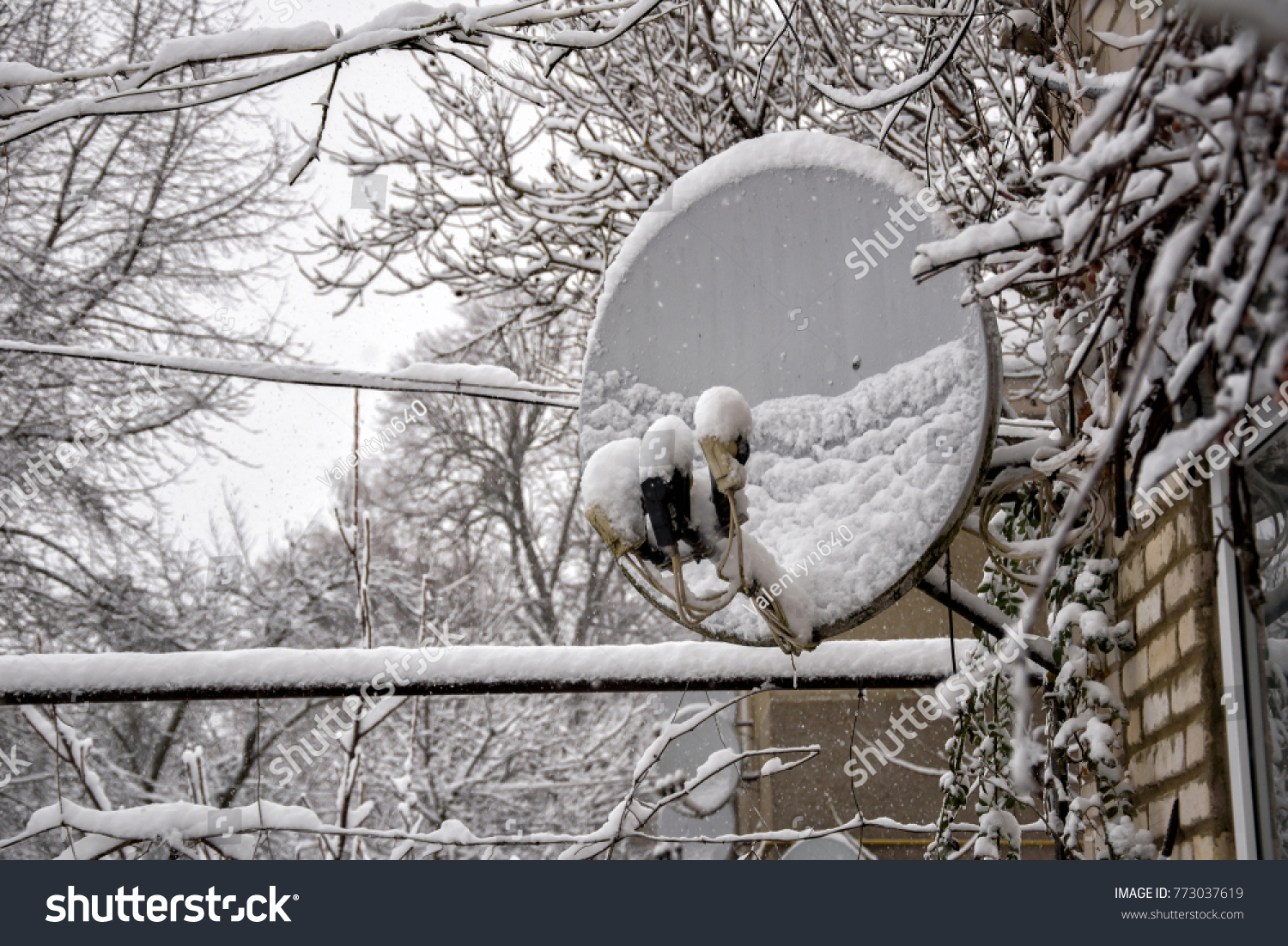 snow on dish