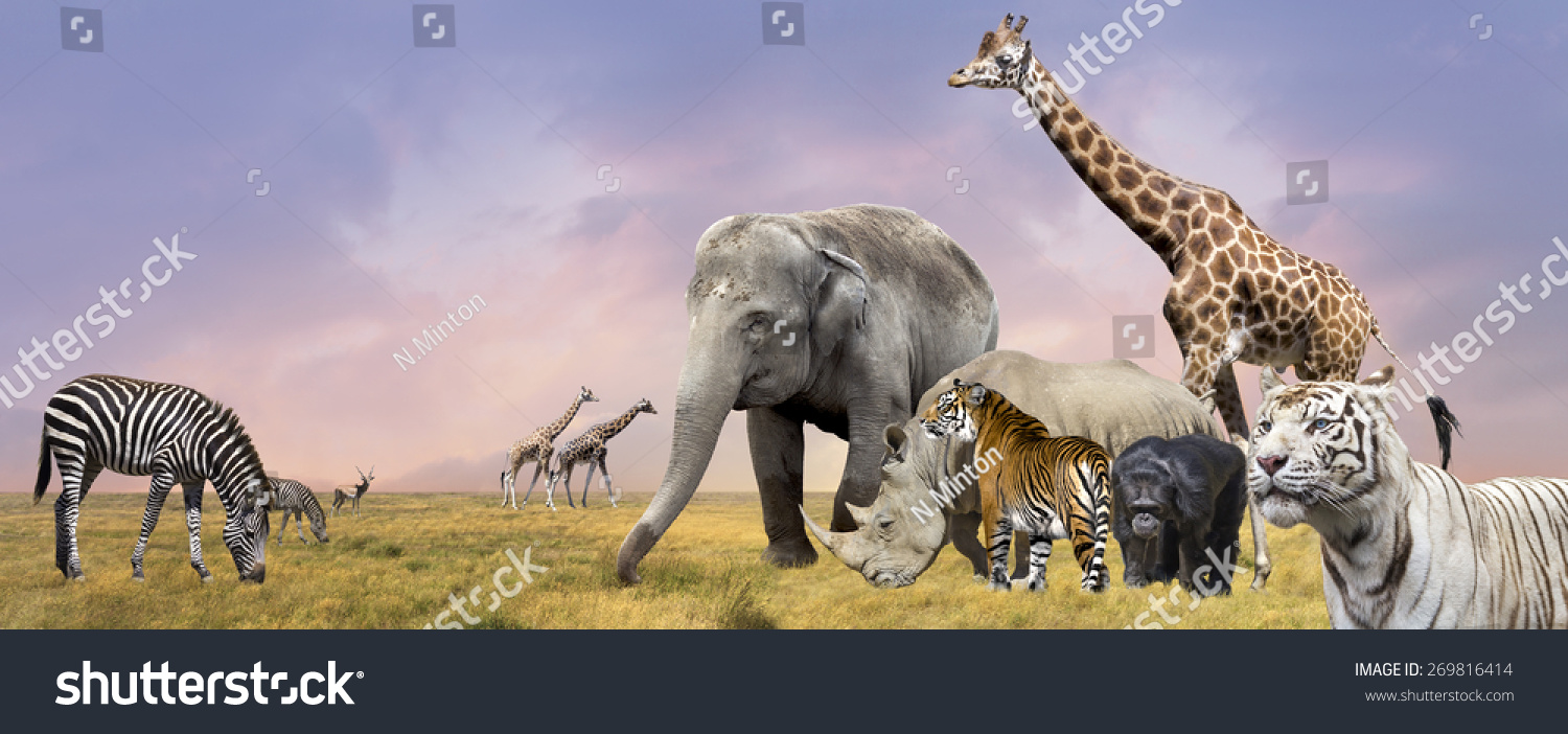 Savanna Wild Animals Collage Stock Photo (Edit Now) 269816414