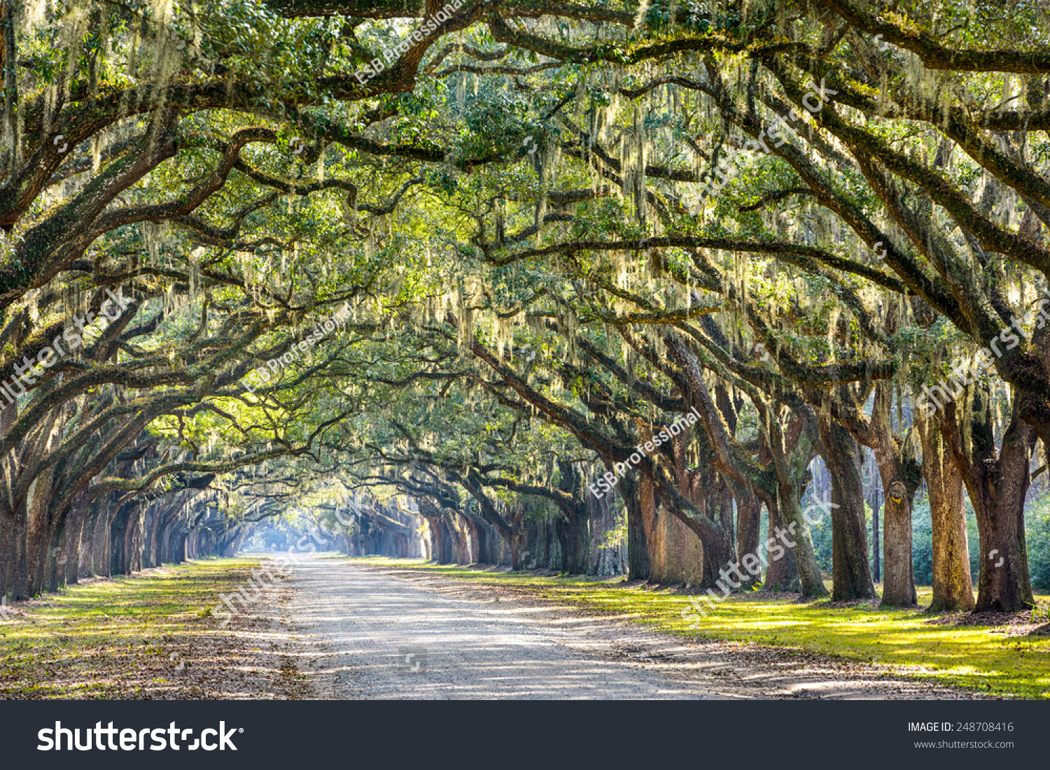 Savannah Georgia Usa Oak Tree Lined Stock Photo (Edit Now) 248708416