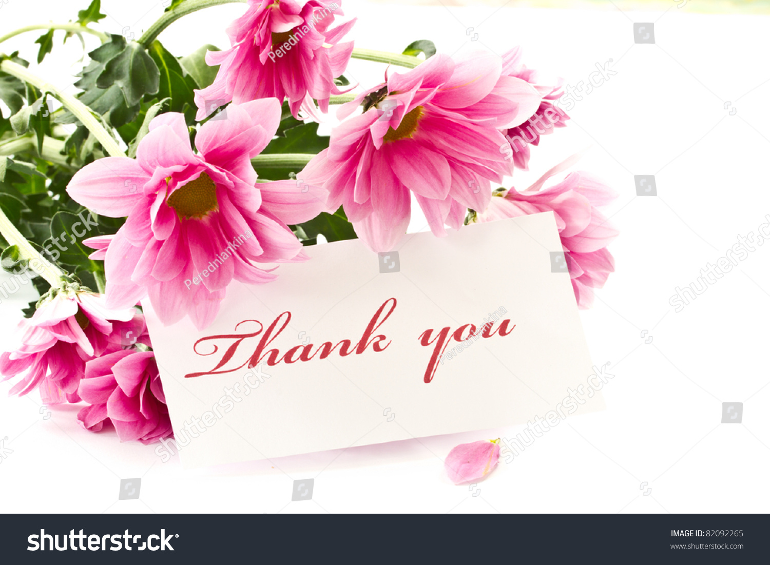Say Thank You On Background Beautiful Stock Photo (Edit Now) 82092265 ...
