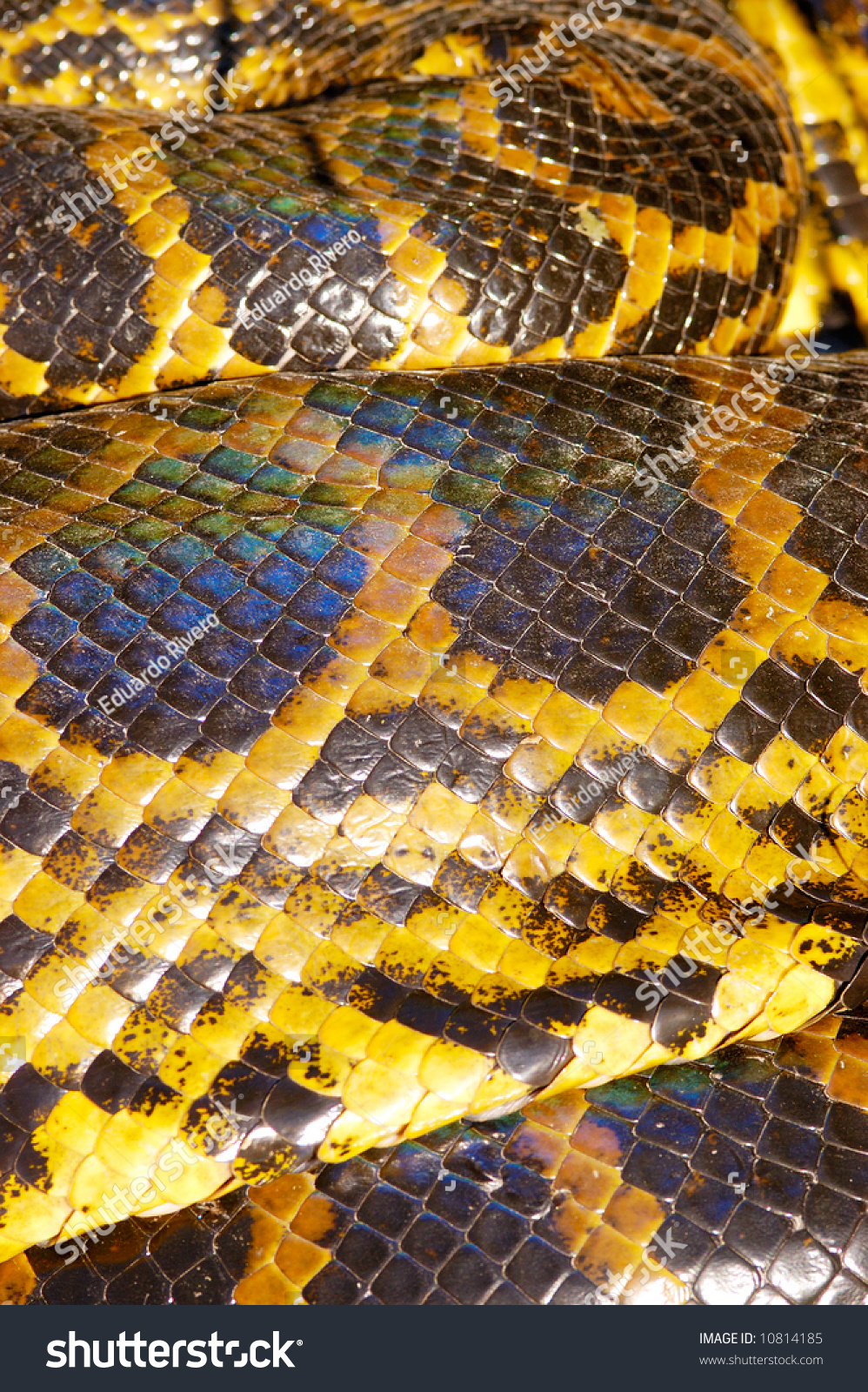 Scales Detail Of Yellow Anaconda (Eunectes Notaeus) Stock Photo ...