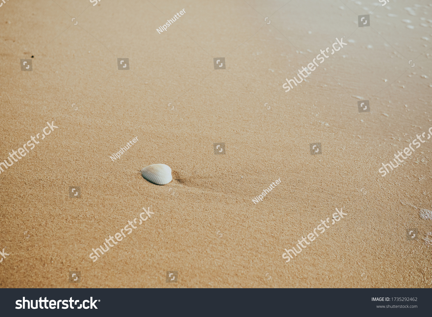 Scallop Sea Shell On Beach Sea Stock Photo 1735292462 | Shutterstock