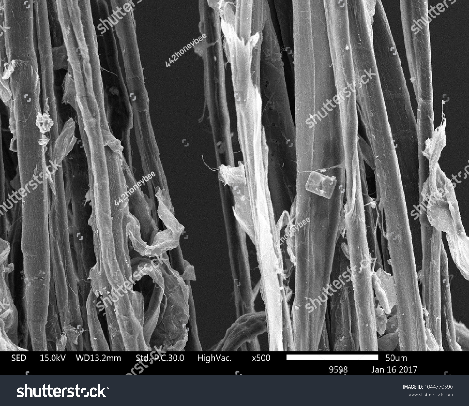 Scanning Electron Microscope Paper Mulberry Fibers Stock Photo ...