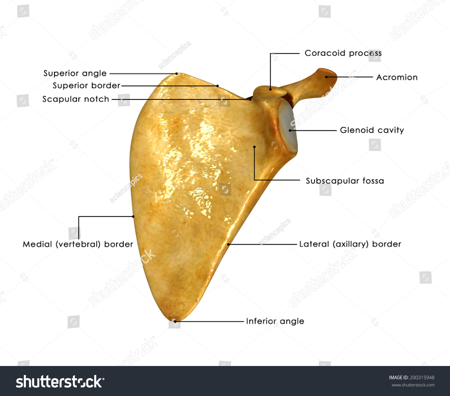 Scapula Labelled Stock Photo 200315948 : Shutterstock