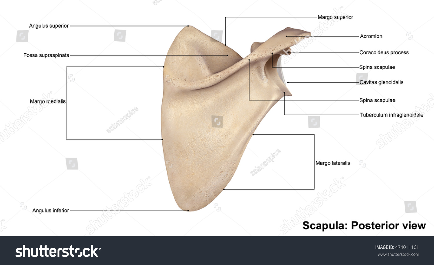 Scapula Posterior View 3d Illustration - 474011161 : Shutterstock