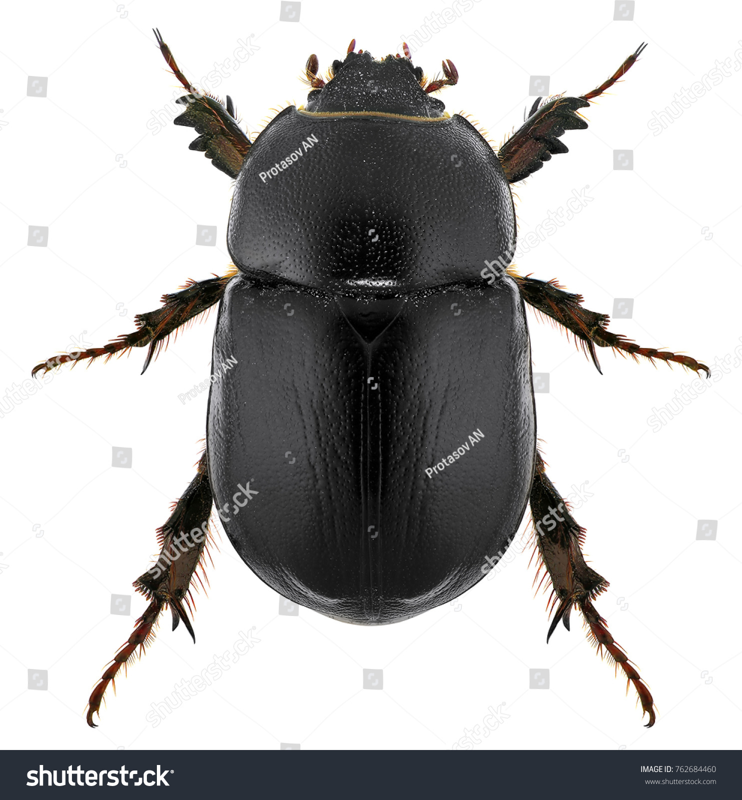 Scarab Beetle Pentodon Algerinus Scarabaeidae Coleoptera Stock Photo ...
