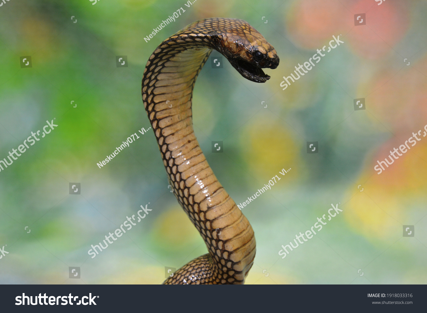 3,657 Snake Hooded Images, Stock Photos & Vectors 