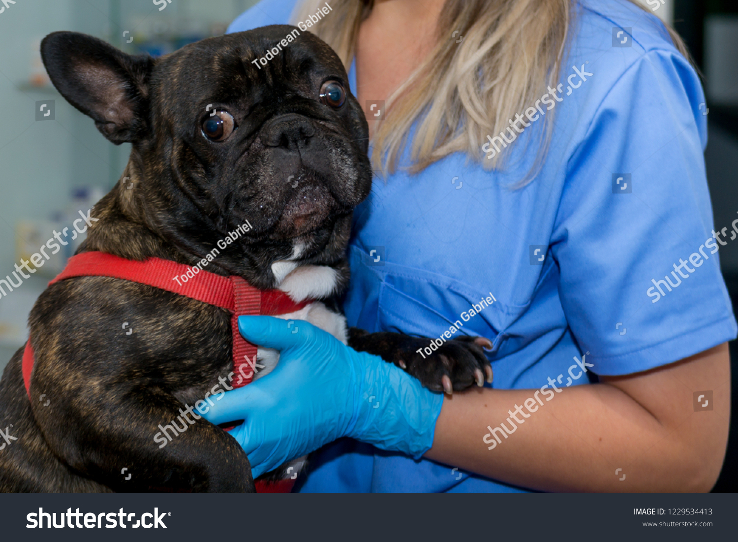 french bulldog veterinarian