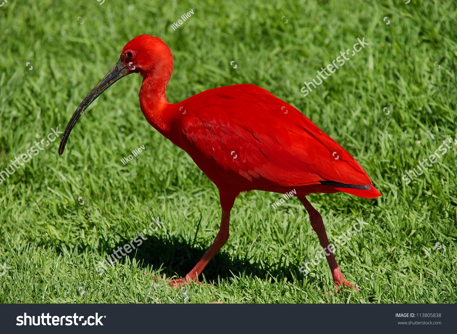 Scarlet Ibis in Birds of Eden, South Africa, Scarlet Ibis walk along over the