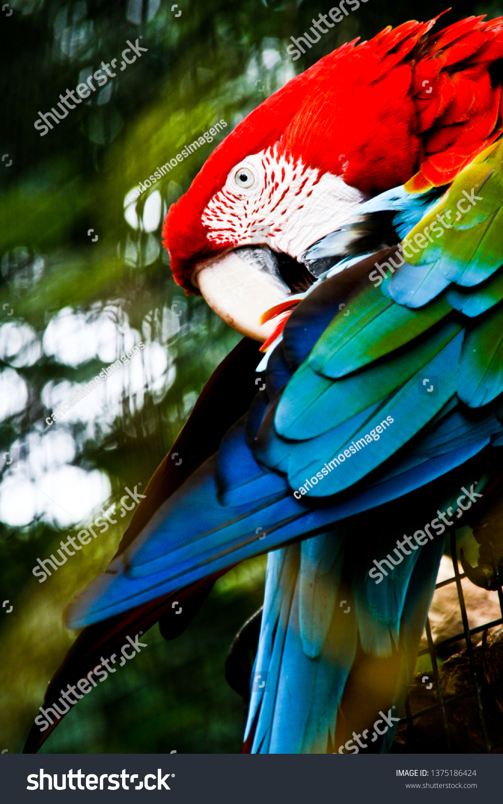 Scarlet Macaw Big Beautiful Colorful Parrot Stock Photo Edit Now