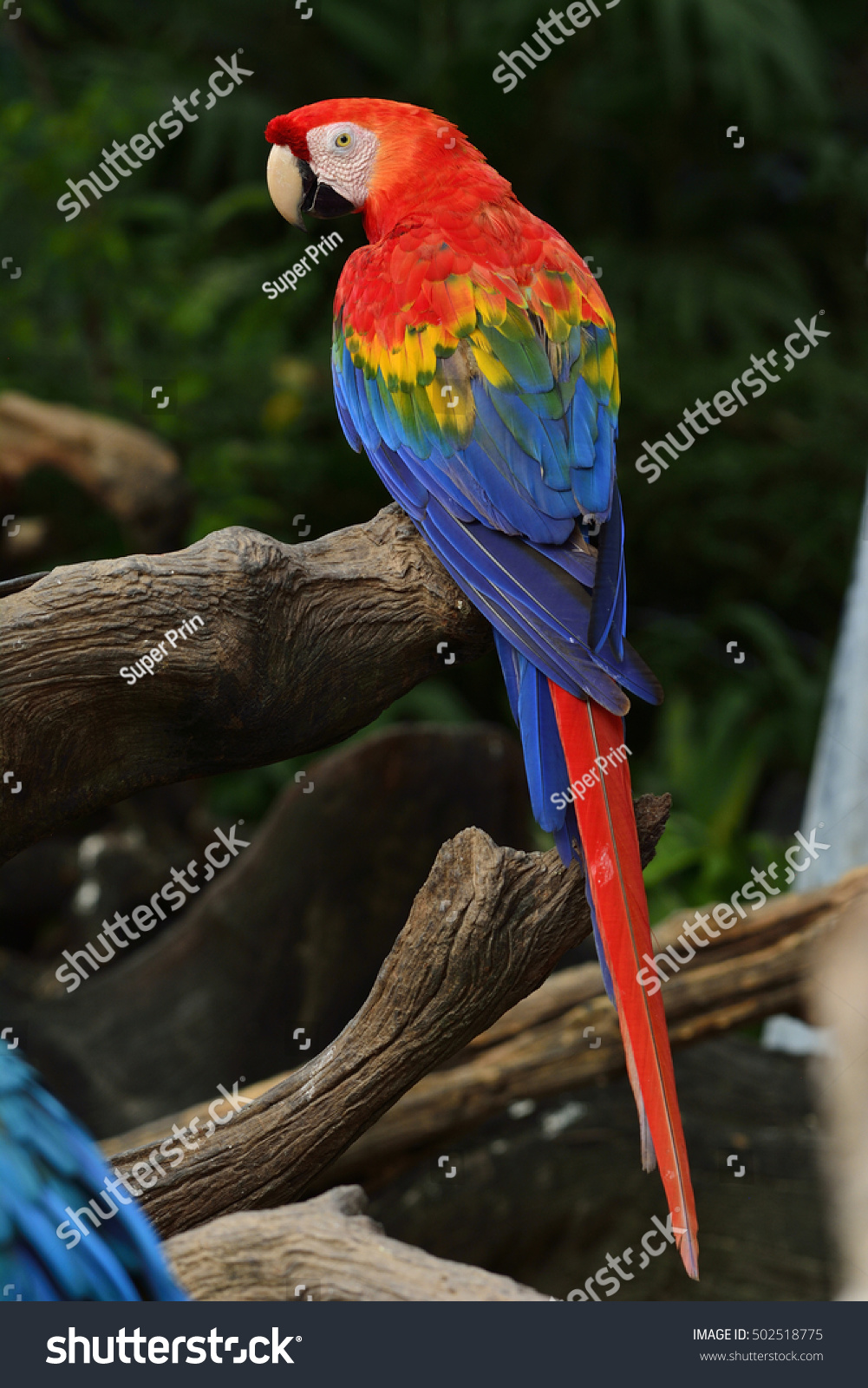 Scarlet Macaw Parrot Bird Perching On 庫存照片 立刻編輯