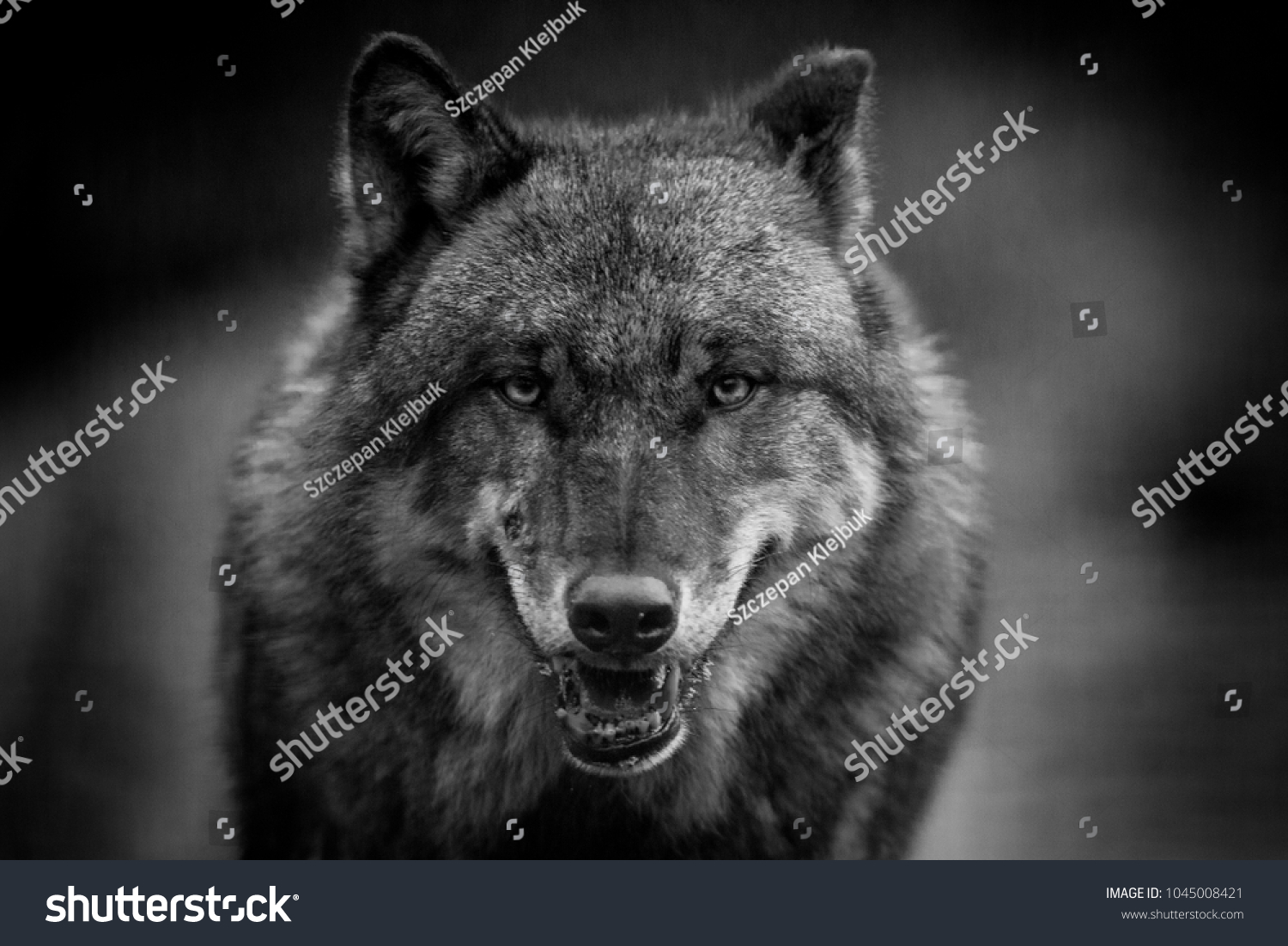 12,011 Wolf scary Images, Stock Photos & Vectors | Shutterstock