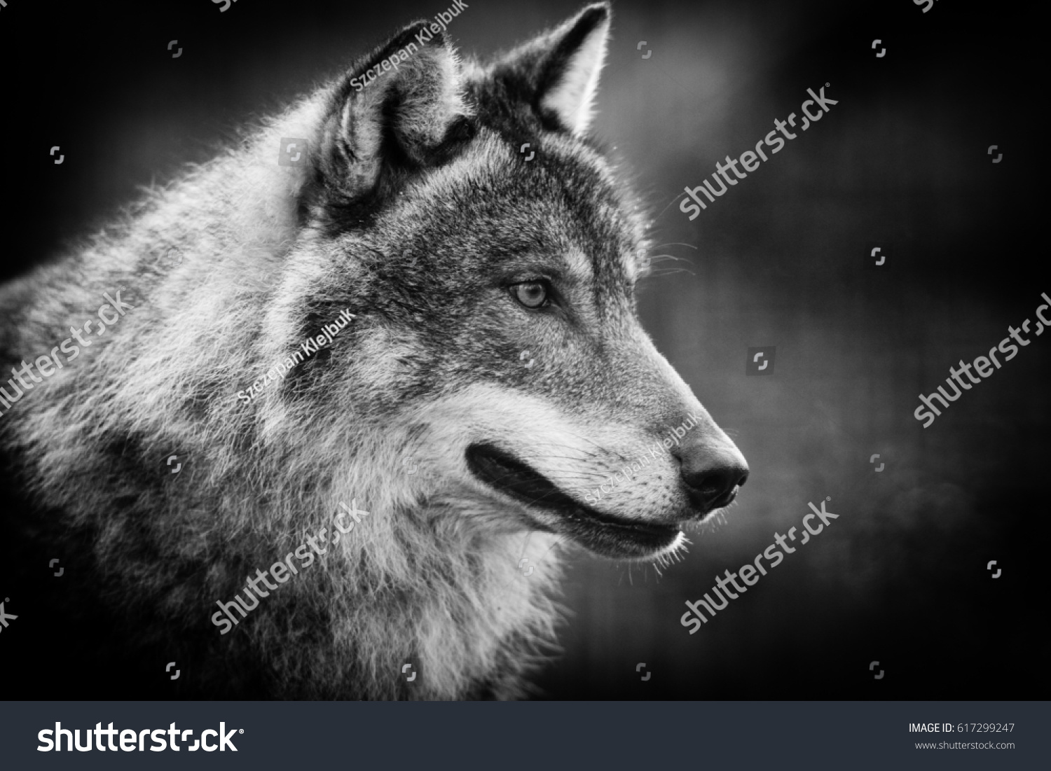 Scary Dark Gray Wolf Canis Lupus Stock Photo 617299247 | Shutterstock