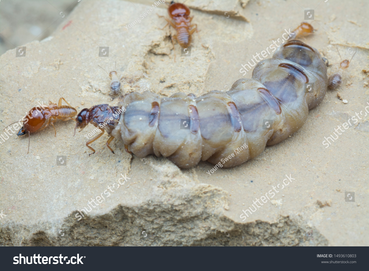 Scene Types Termites Found Mound Hill Stock Photo (Edit Now) 1493610803