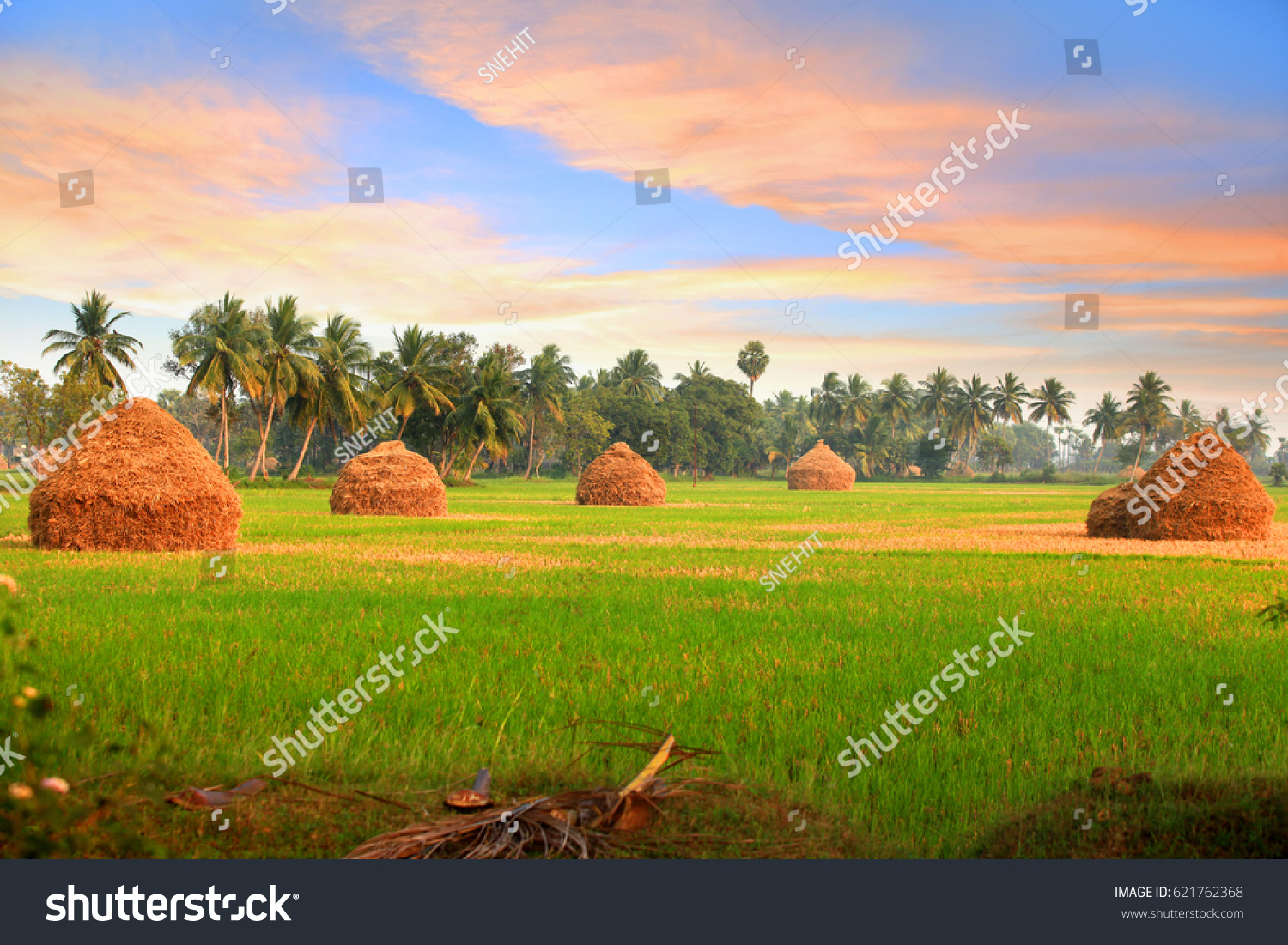 524 Andhra Pradesh Agriculture Stock Photos, Images & Photography 