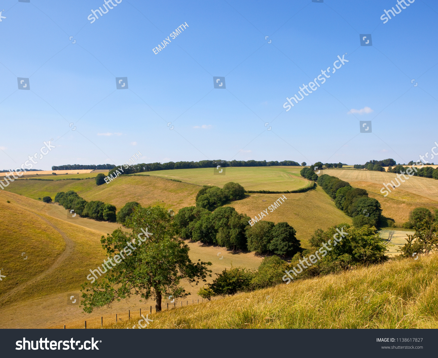 mature trees yorkshire Mature trees yorkshire