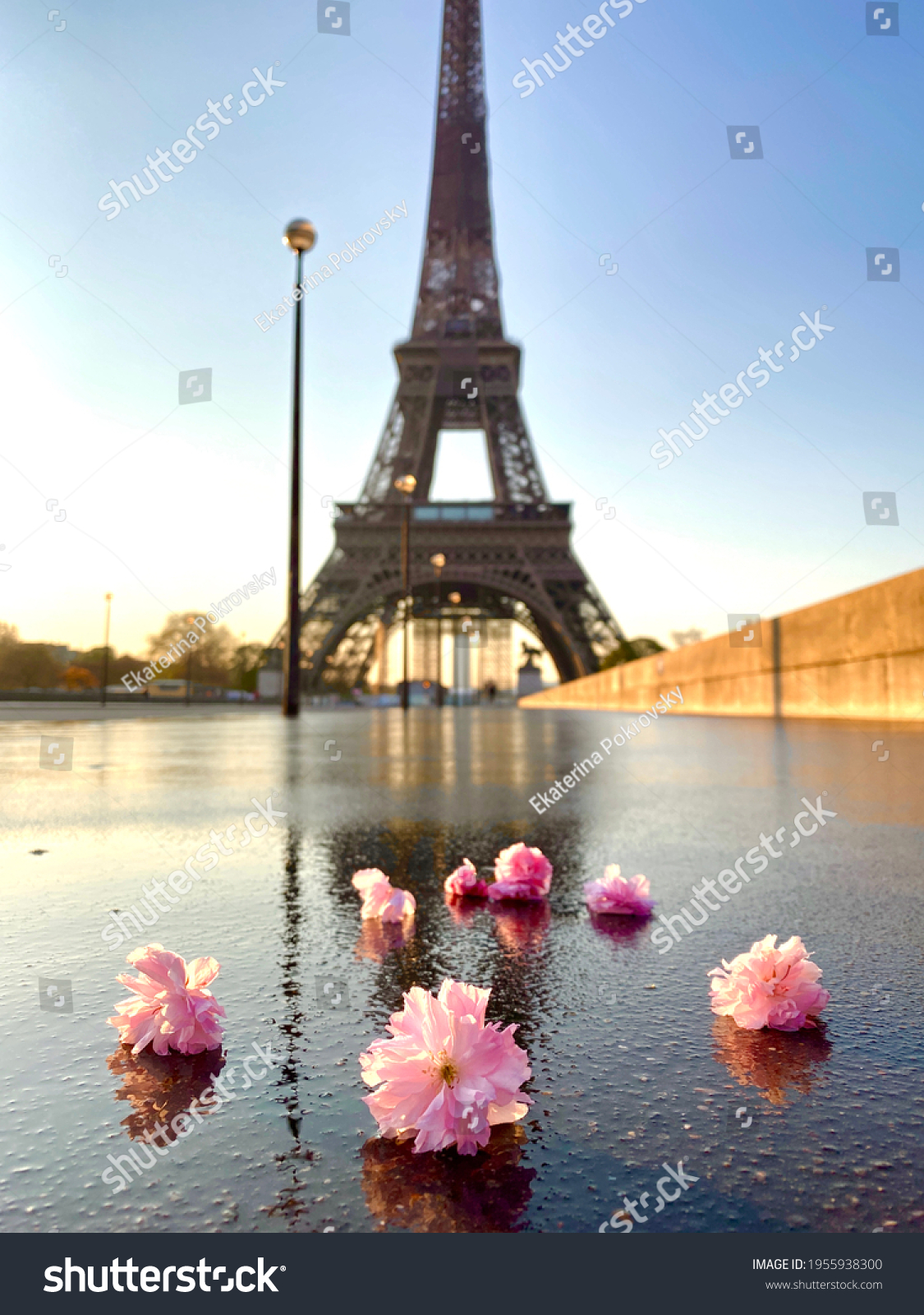 Scenic View Eiffel Tower Cherry Blossom Stock Photo (Edit Now) 1955938300