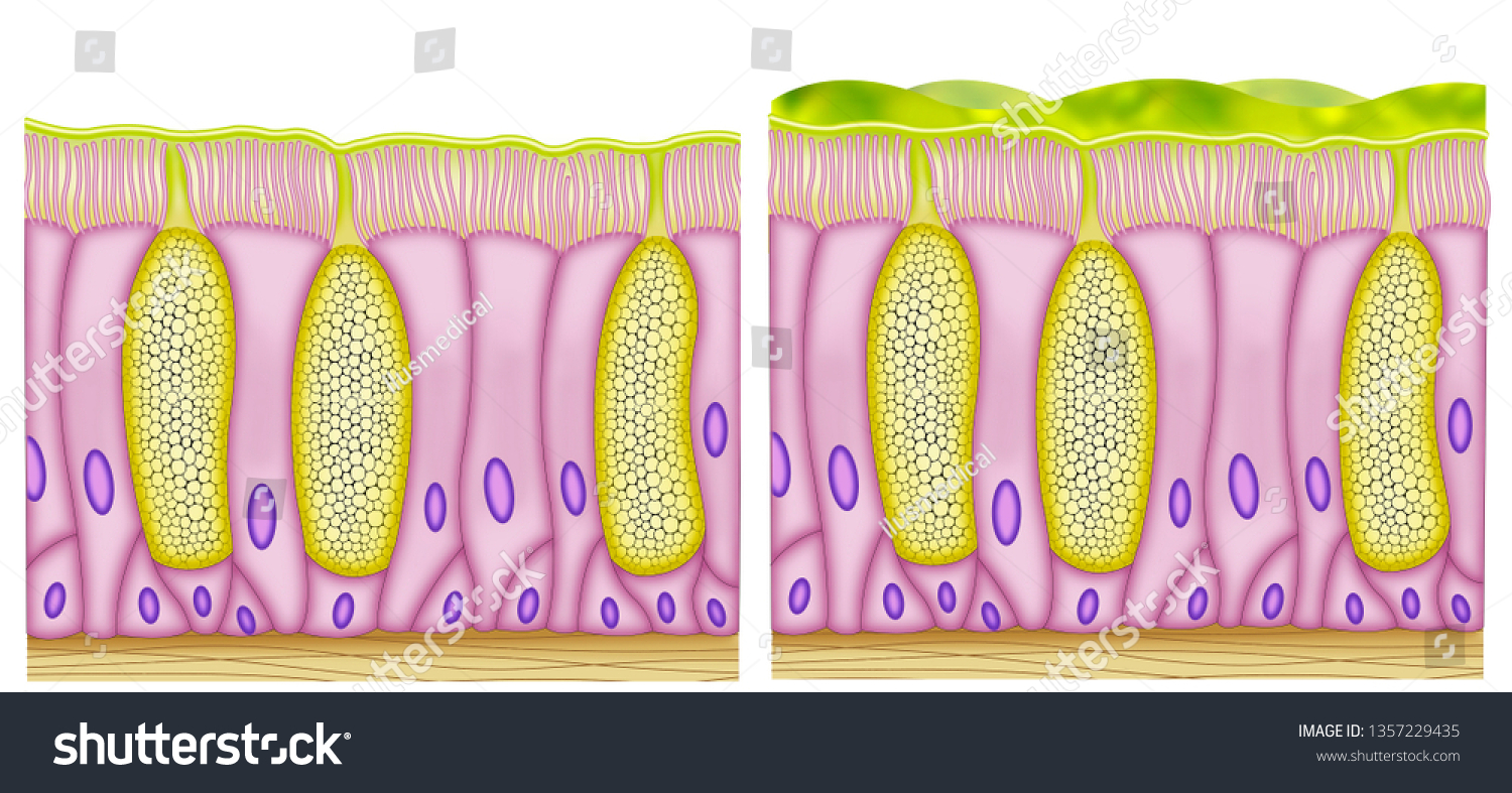 474 Goblet cells Images, Stock Photos & Vectors | Shutterstock