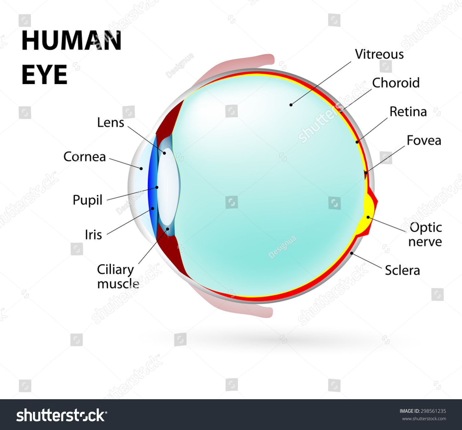 Diagram Of The Human Eye Labeled