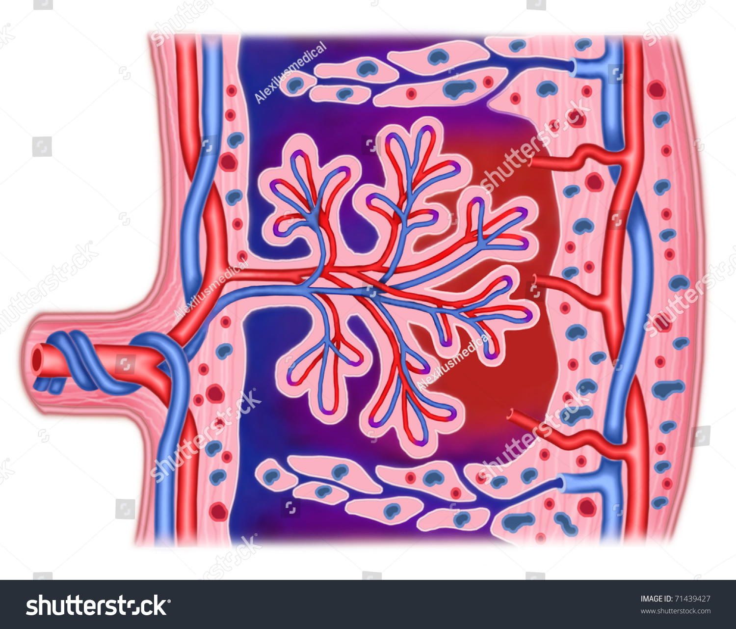 Schematic Illustration Section Placenta Stock Illustration 71439427