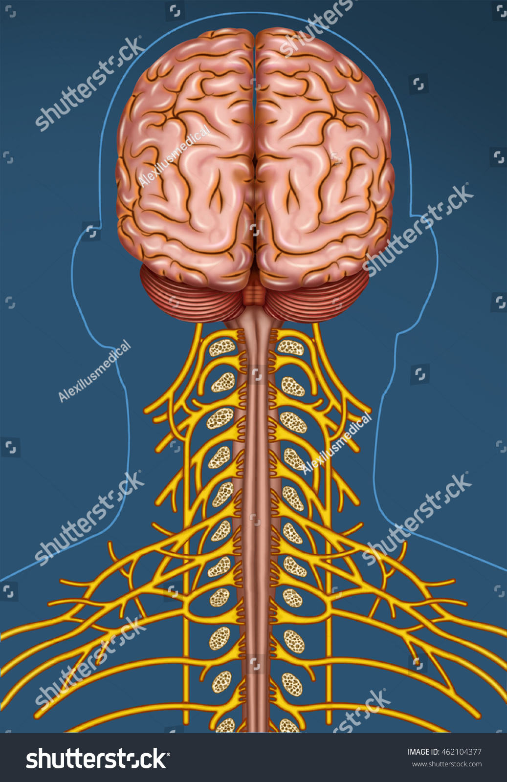 Schematic Illustration Human Cervical Nerve Ramification Stock
